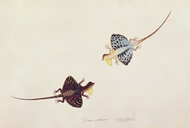 マラッカの動物、昆虫、爬虫類の絵、1805-18年頃のフライングリザード、Draco volans、Soompah Soompah、c.1805-18（紙とトイレとガッシュ）